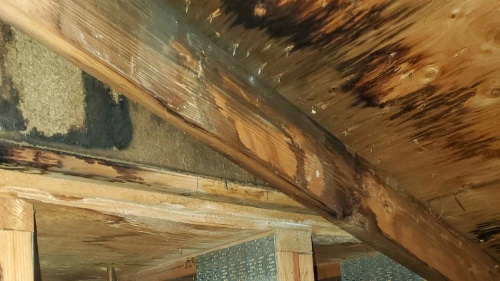 Mold in Your Attic? Poor Ventilation Could Be Destroying Your Home